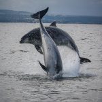 dolphins jumping