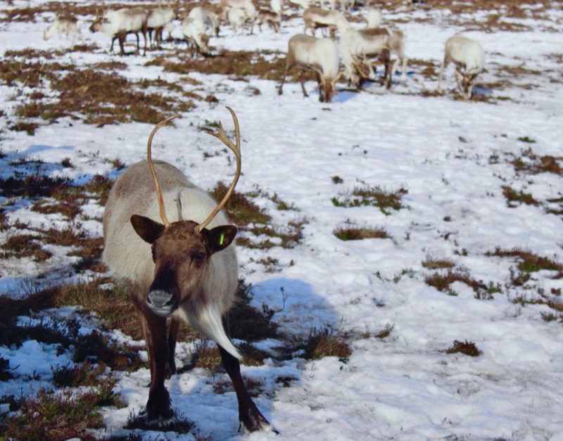 reindeer