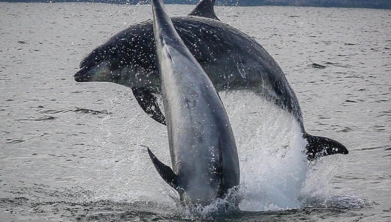 Dolphins En-route